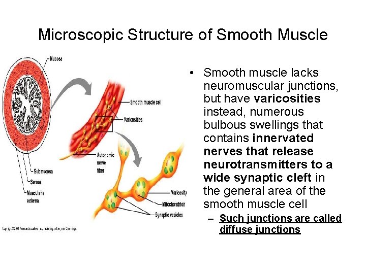 Microscopic Structure of Smooth Muscle • Smooth muscle lacks neuromuscular junctions, but have varicosities
