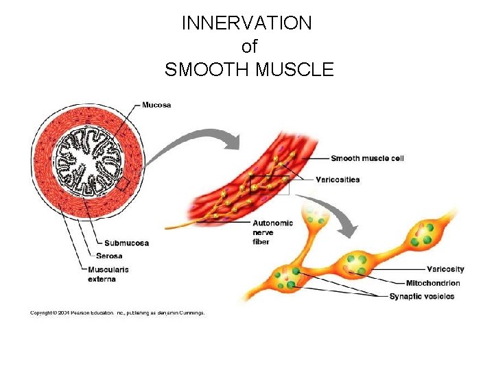 INNERVATION of SMOOTH MUSCLE 