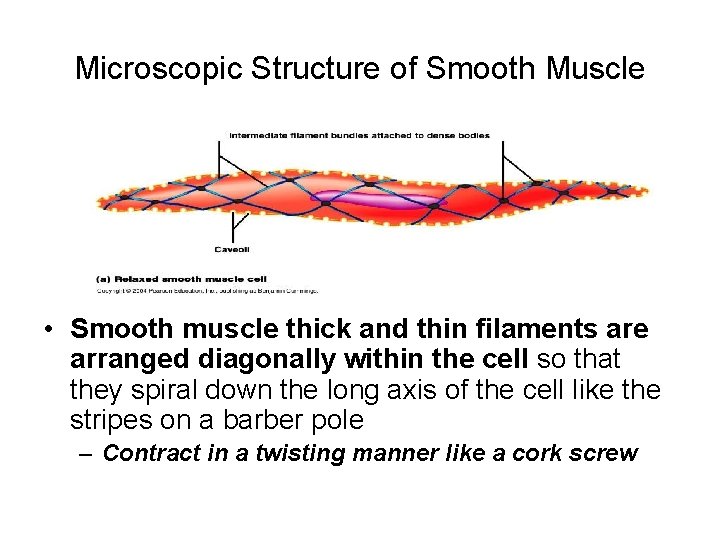 Microscopic Structure of Smooth Muscle • Smooth muscle thick and thin filaments are arranged