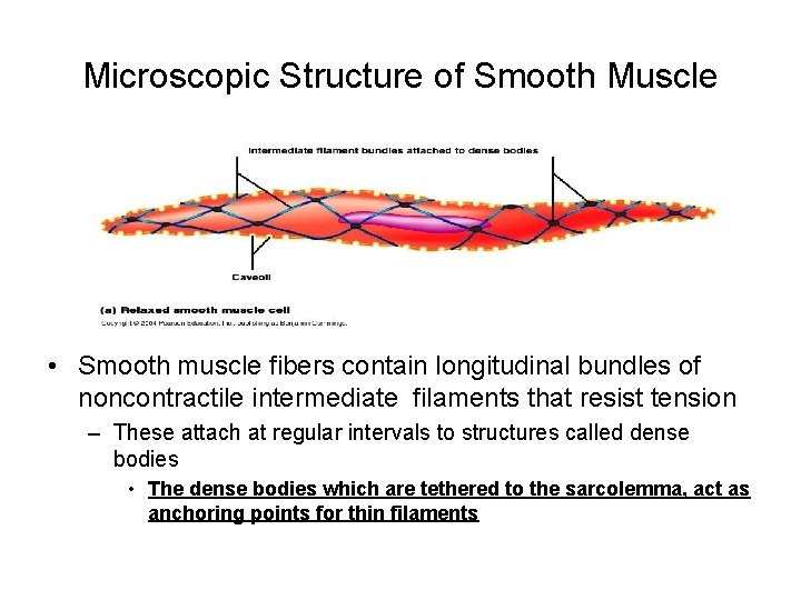 Microscopic Structure of Smooth Muscle • Smooth muscle fibers contain longitudinal bundles of noncontractile