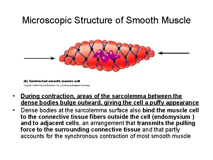 Microscopic Structure of Smooth Muscle • During contraction, areas of the sarcolemma between the