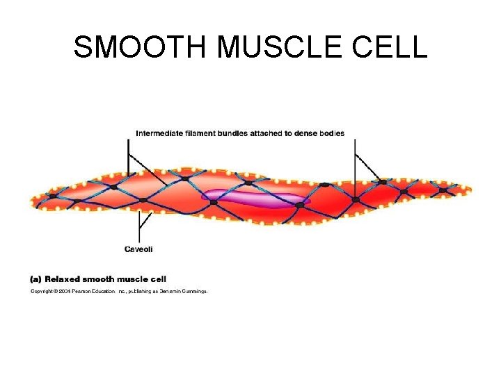 SMOOTH MUSCLE CELL 