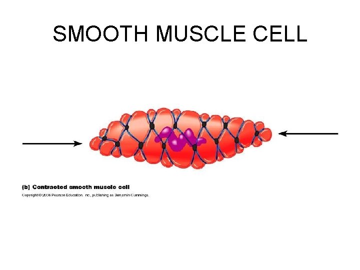 SMOOTH MUSCLE CELL 