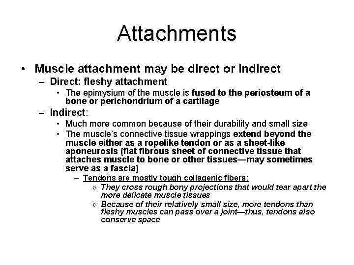 Attachments • Muscle attachment may be direct or indirect – Direct: fleshy attachment •