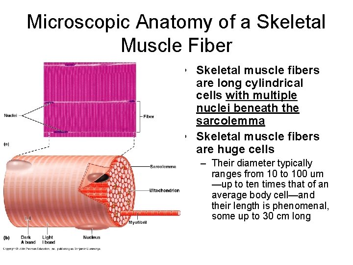 Microscopic Anatomy of a Skeletal Muscle Fiber • Skeletal muscle fibers are long cylindrical