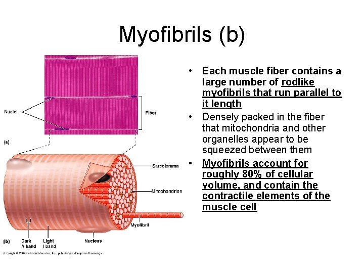 Myofibrils (b) • Each muscle fiber contains a large number of rodlike myofibrils that