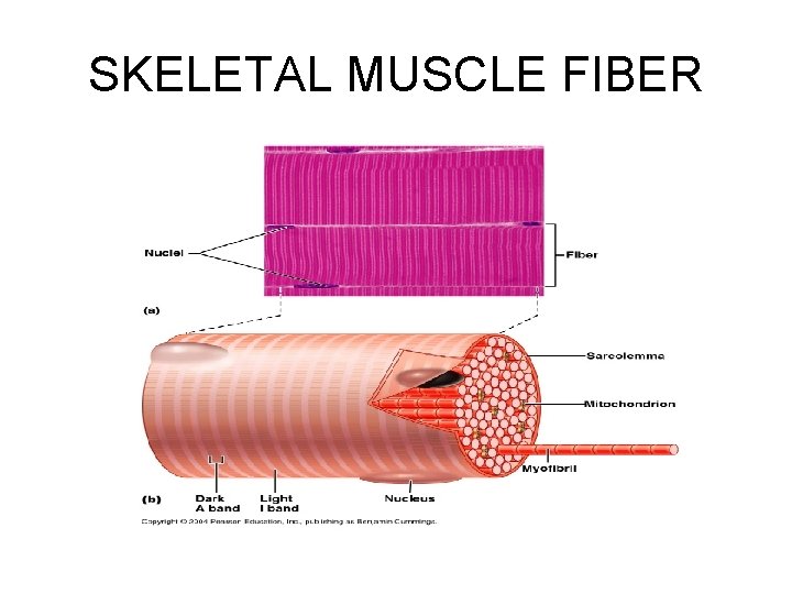 SKELETAL MUSCLE FIBER 