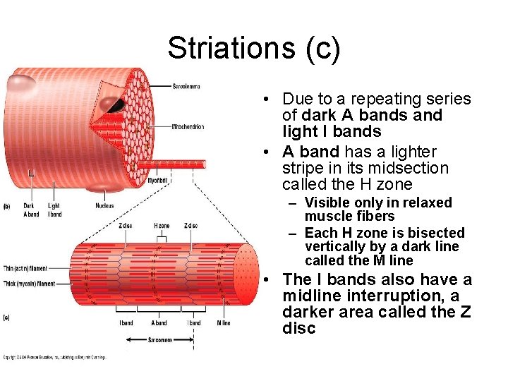 Striations (c) • Due to a repeating series of dark A bands and light