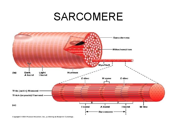 SARCOMERE 