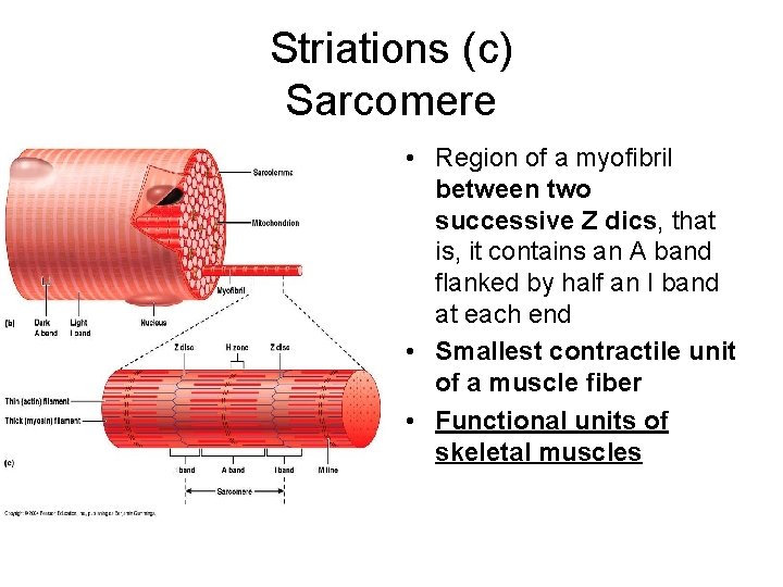 Striations (c) Sarcomere • Region of a myofibril between two successive Z dics, that