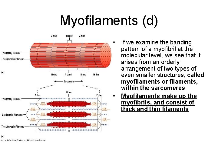 Myofilaments (d) • If we examine the banding pattern of a myofibril at the