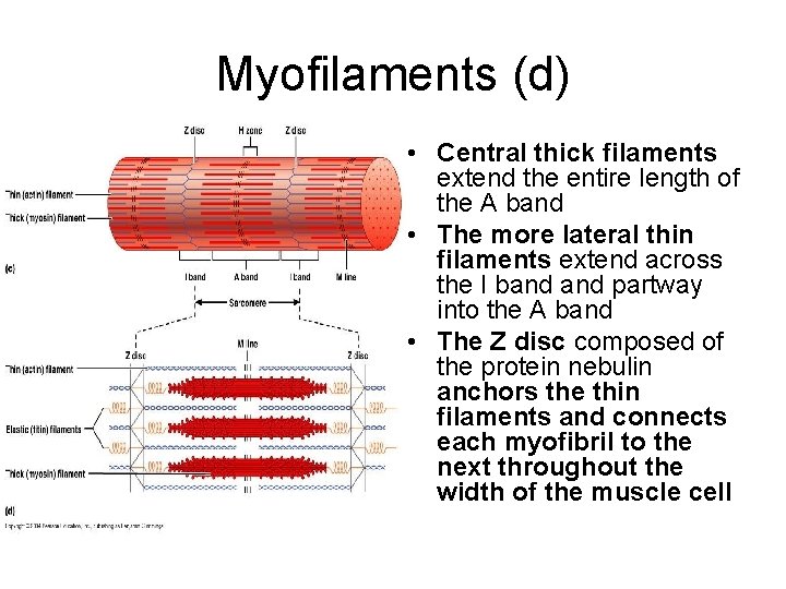 Myofilaments (d) • Central thick filaments extend the entire length of the A band