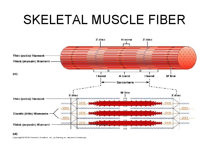 SKELETAL MUSCLE FIBER 