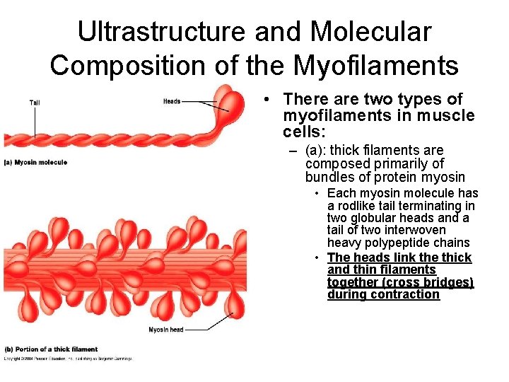 Ultrastructure and Molecular Composition of the Myofilaments • There are two types of myofilaments
