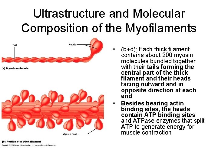 Ultrastructure and Molecular Composition of the Myofilaments • (b+d): Each thick filament contains about