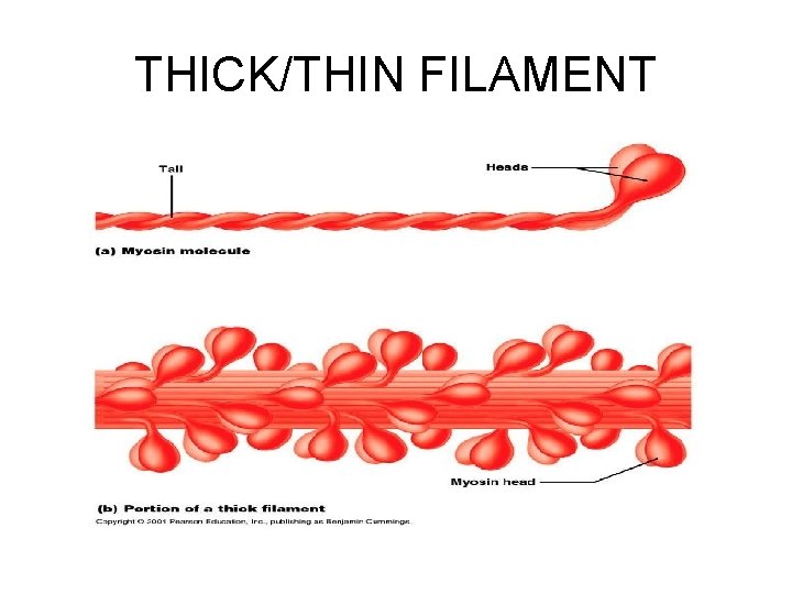 THICK/THIN FILAMENT 