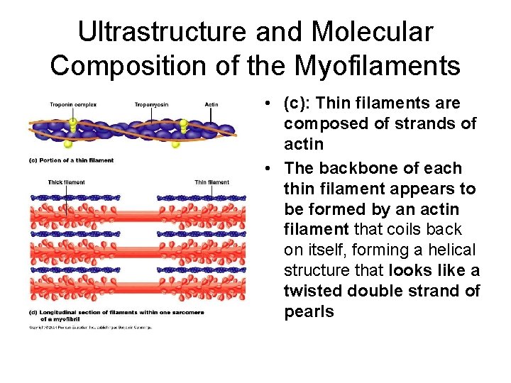 Ultrastructure and Molecular Composition of the Myofilaments • (c): Thin filaments are composed of
