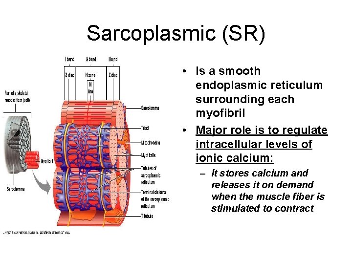 Sarcoplasmic (SR) • Is a smooth endoplasmic reticulum surrounding each myofibril • Major role
