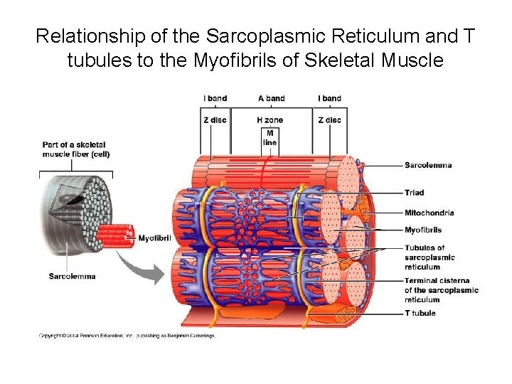 Relationship of the Sarcoplasmic Reticulum and T tubules to the Myofibrils of Skeletal Muscle