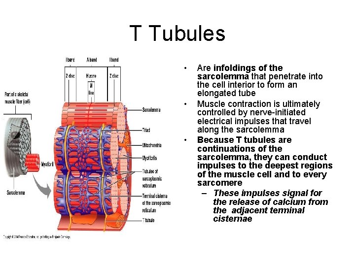 T Tubules • • • Are infoldings of the sarcolemma that penetrate into the