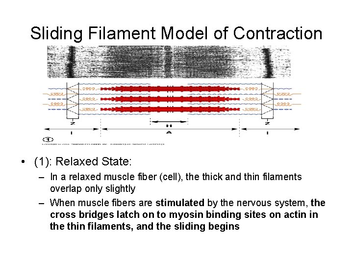 Sliding Filament Model of Contraction • (1): Relaxed State: – In a relaxed muscle