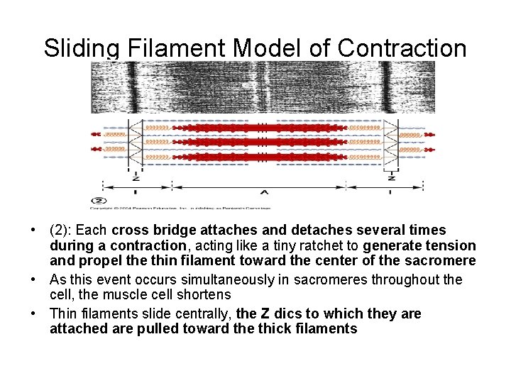 Sliding Filament Model of Contraction • (2): Each cross bridge attaches and detaches several
