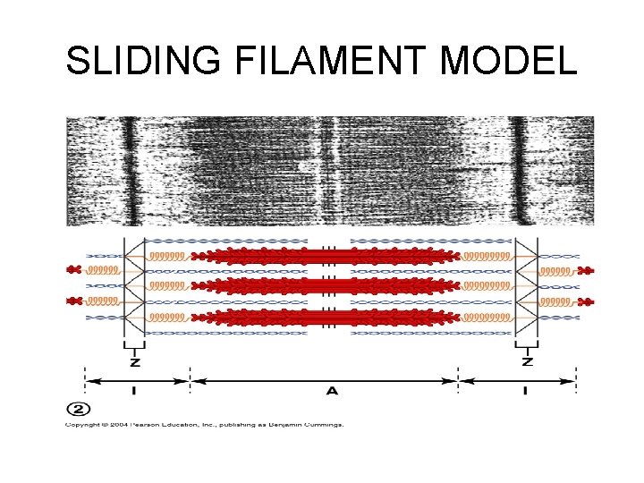 SLIDING FILAMENT MODEL 