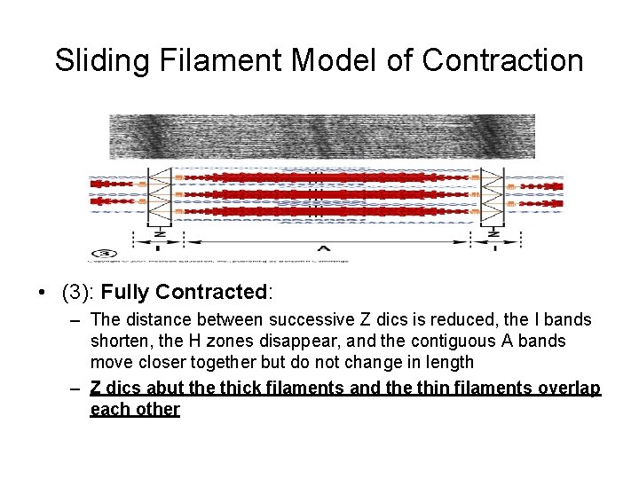 Sliding Filament Model of Contraction • (3): Fully Contracted: – The distance between successive