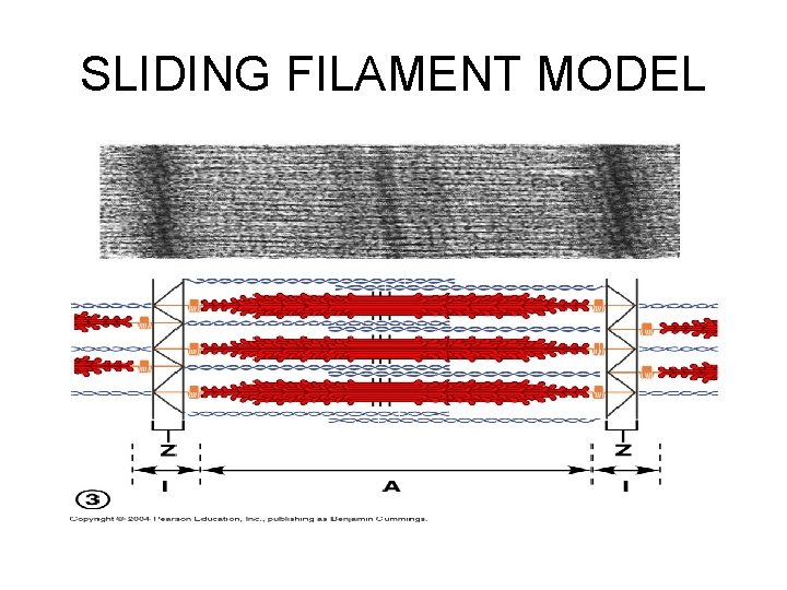 SLIDING FILAMENT MODEL 