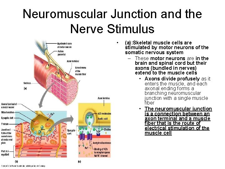 Neuromuscular Junction and the Nerve Stimulus • (a): Skeletal muscle cells are stimulated by