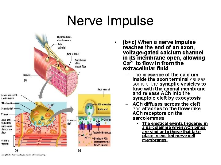 Nerve Impulse • (b+c) When a nerve impulse reaches the end of an axon,