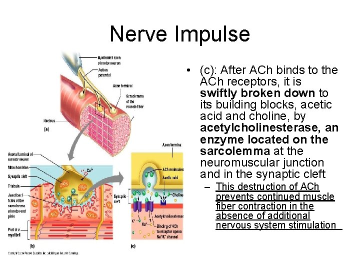 Nerve Impulse • (c): After ACh binds to the ACh receptors, it is swiftly