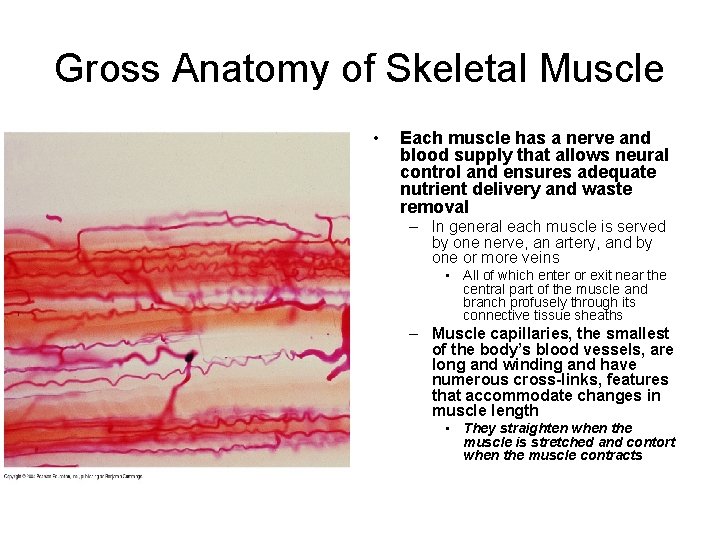 Gross Anatomy of Skeletal Muscle • Each muscle has a nerve and blood supply