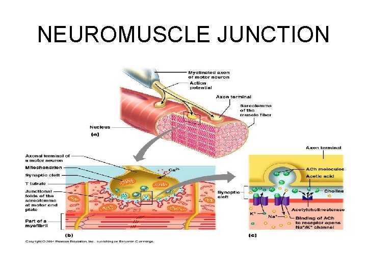 NEUROMUSCLE JUNCTION 