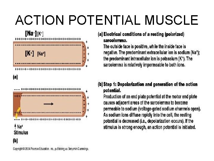 ACTION POTENTIAL MUSCLE 