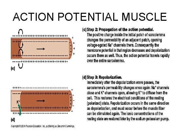 ACTION POTENTIAL MUSCLE 