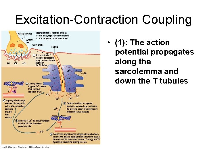 Excitation-Contraction Coupling • (1): The action potential propagates along the sarcolemma and down the