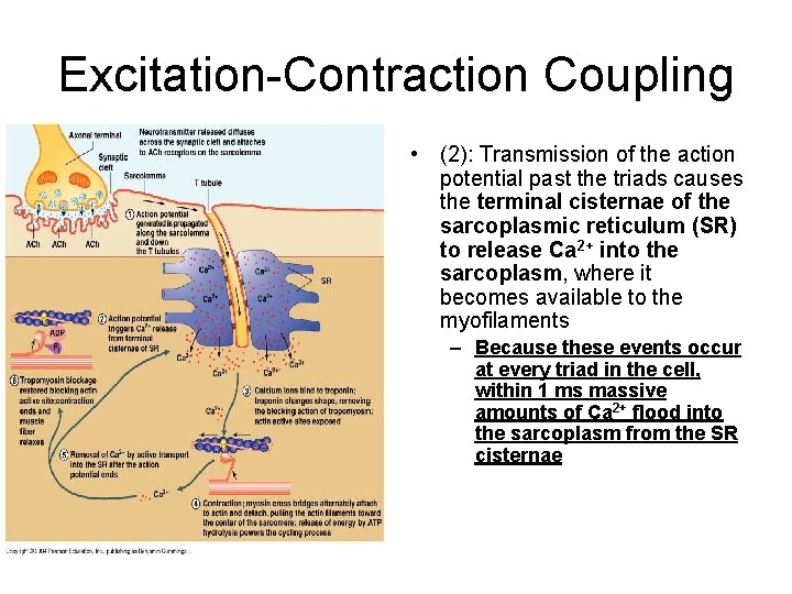 Excitation-Contraction Coupling • (2): Transmission of the action potential past the triads causes the