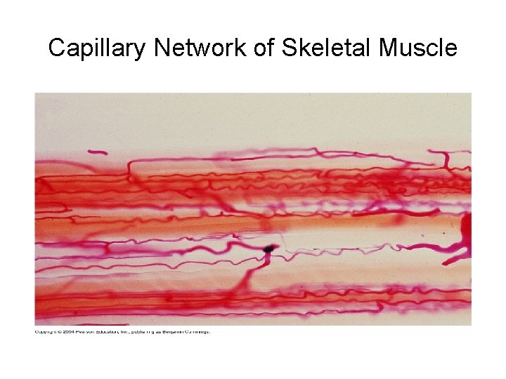 Capillary Network of Skeletal Muscle 