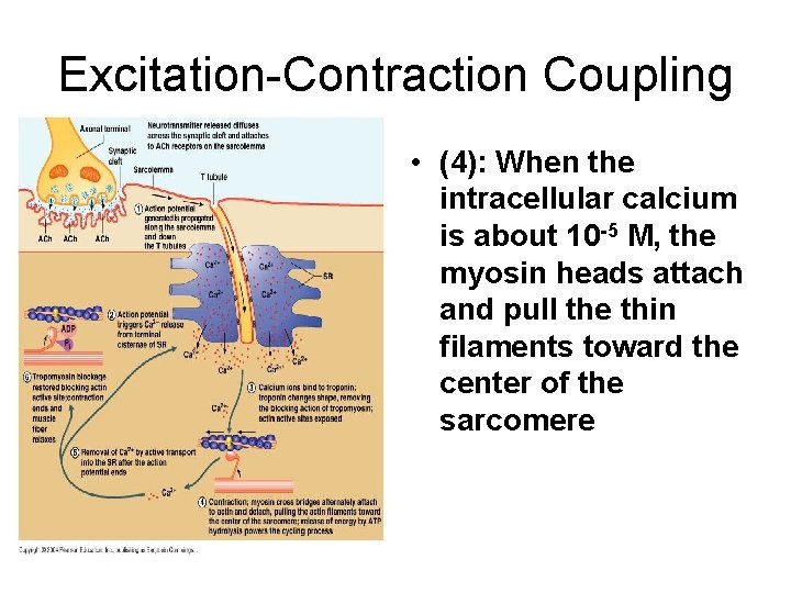 Excitation-Contraction Coupling • (4): When the intracellular calcium is about 10 -5 M, the