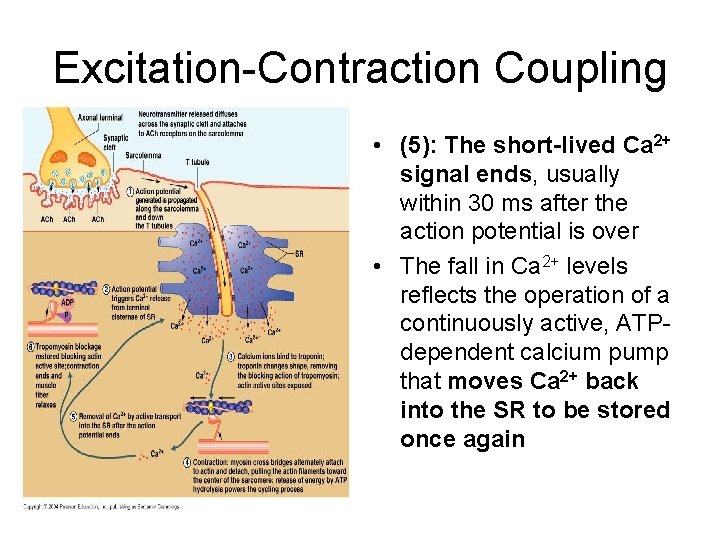 Excitation-Contraction Coupling • (5): The short-lived Ca 2+ signal ends, usually within 30 ms