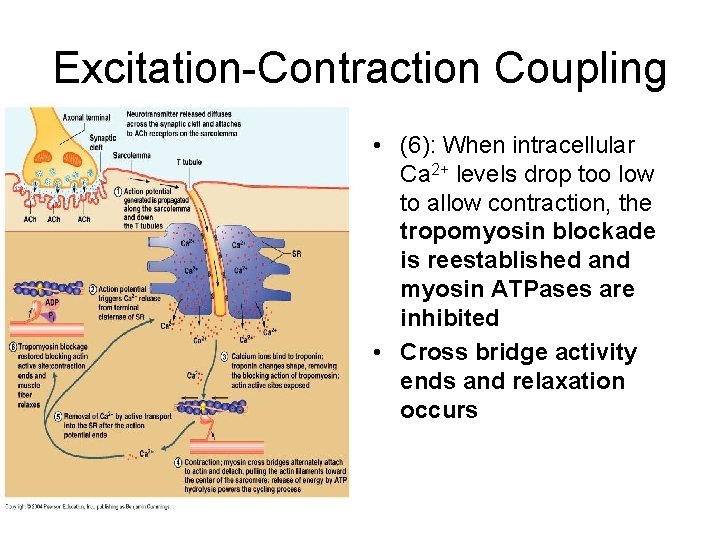 Excitation-Contraction Coupling • (6): When intracellular Ca 2+ levels drop too low to allow