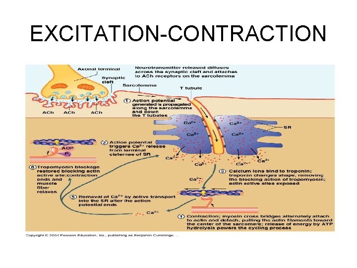EXCITATION-CONTRACTION 