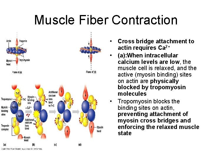 Muscle Fiber Contraction • Cross bridge attachment to actin requires Ca 2+ • (a):