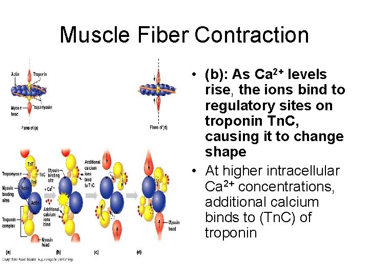 Muscle Fiber Contraction • (b): As Ca 2+ levels rise, the ions bind to