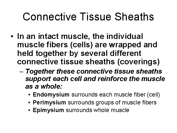 Connective Tissue Sheaths • In an intact muscle, the individual muscle fibers (cells) are