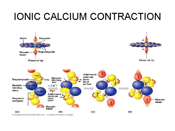 IONIC CALCIUM CONTRACTION 