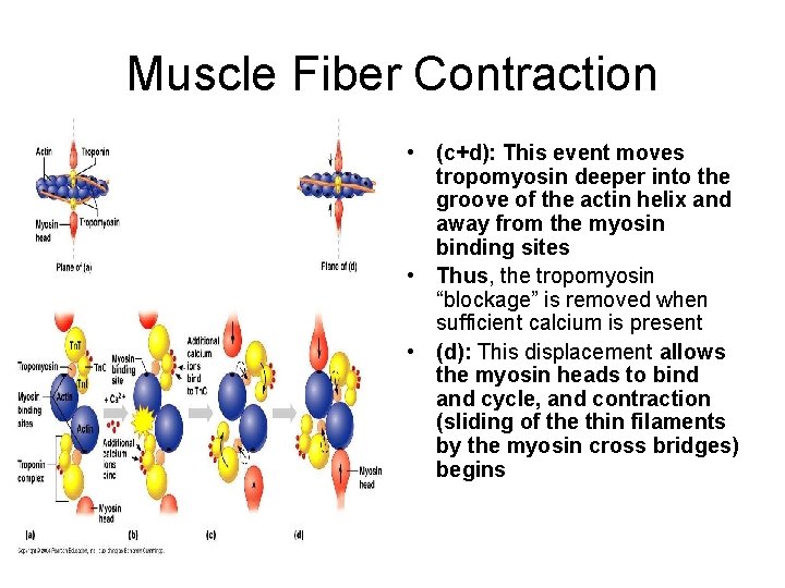 Muscle Fiber Contraction • (c+d): This event moves tropomyosin deeper into the groove of