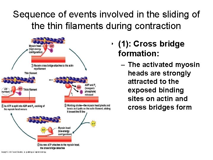 Sequence of events involved in the sliding of the thin filaments during contraction •