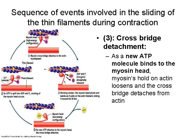 Sequence of events involved in the sliding of the thin filaments during contraction •